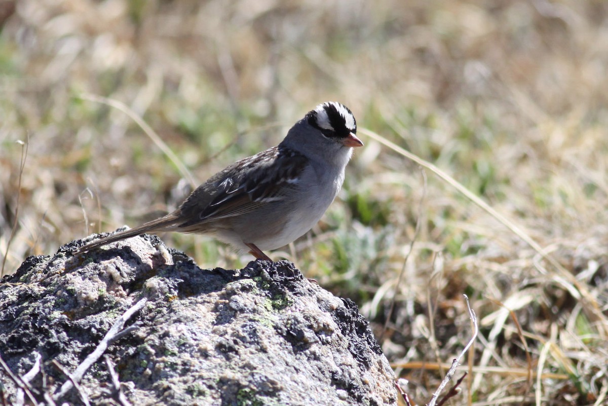 White-crowned Sparrow (oriantha) - ML122115171