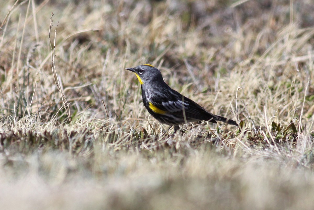 Kronenwaldsänger (Audubonwaldsänger) - ML122115191