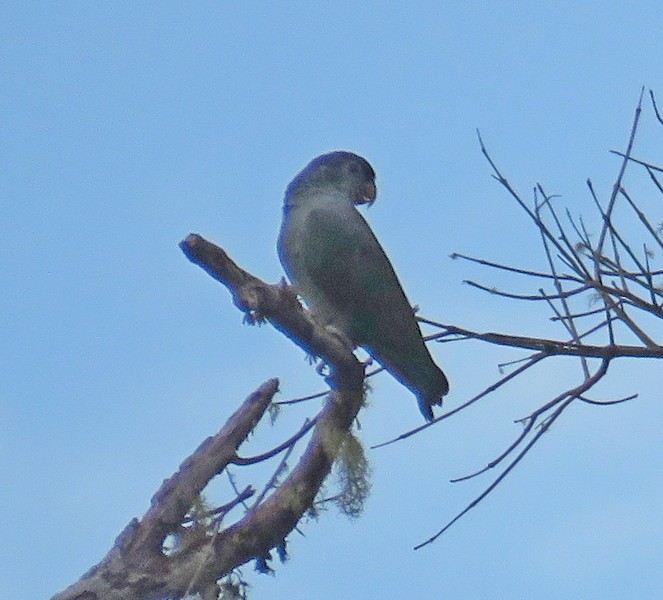 Red-billed Parrot - George and Teresa Baker