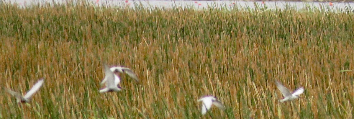 Whiskered Tern - Lissa Ryan