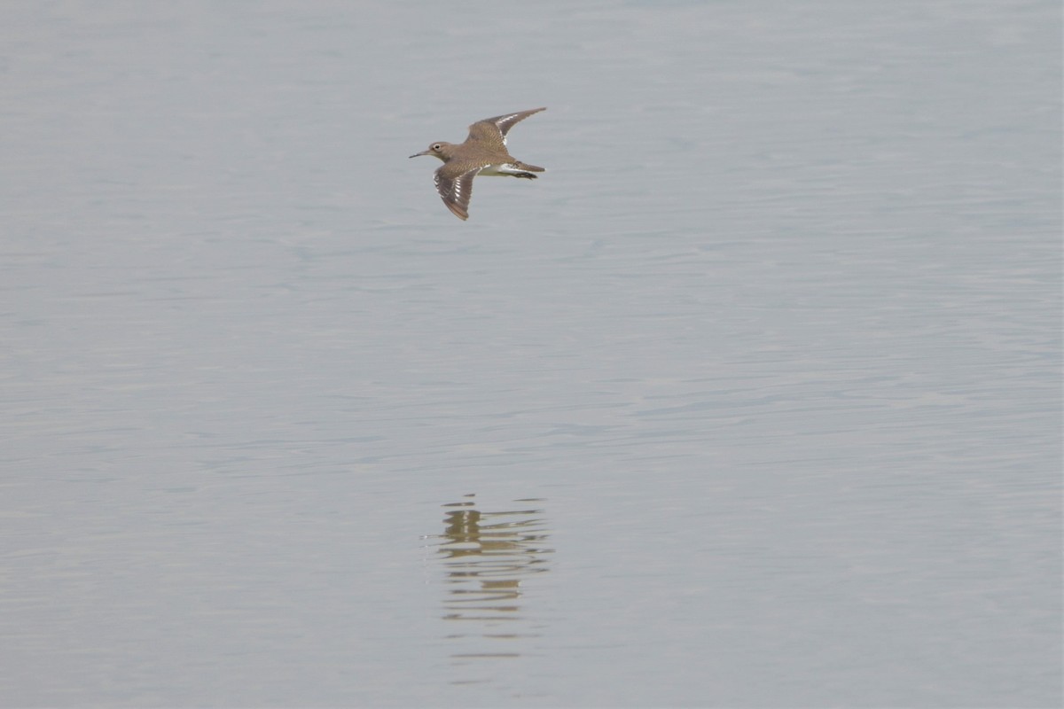 Common Sandpiper - Eyzat Amer