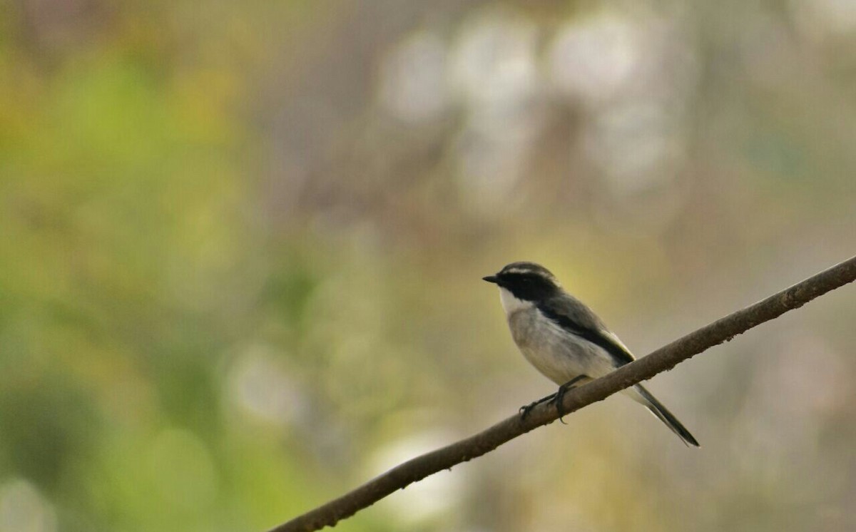 Gray Bushchat - ML122117881