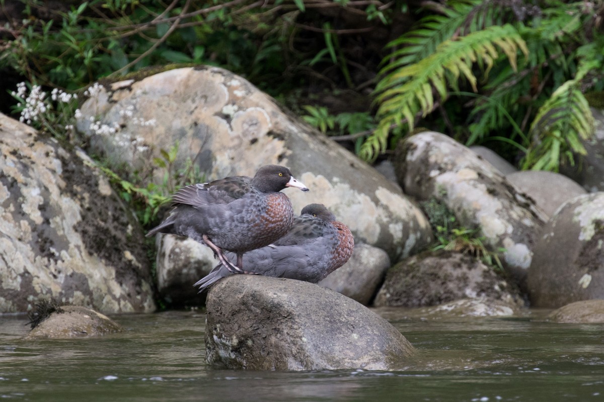 Blue Duck - ML122118411