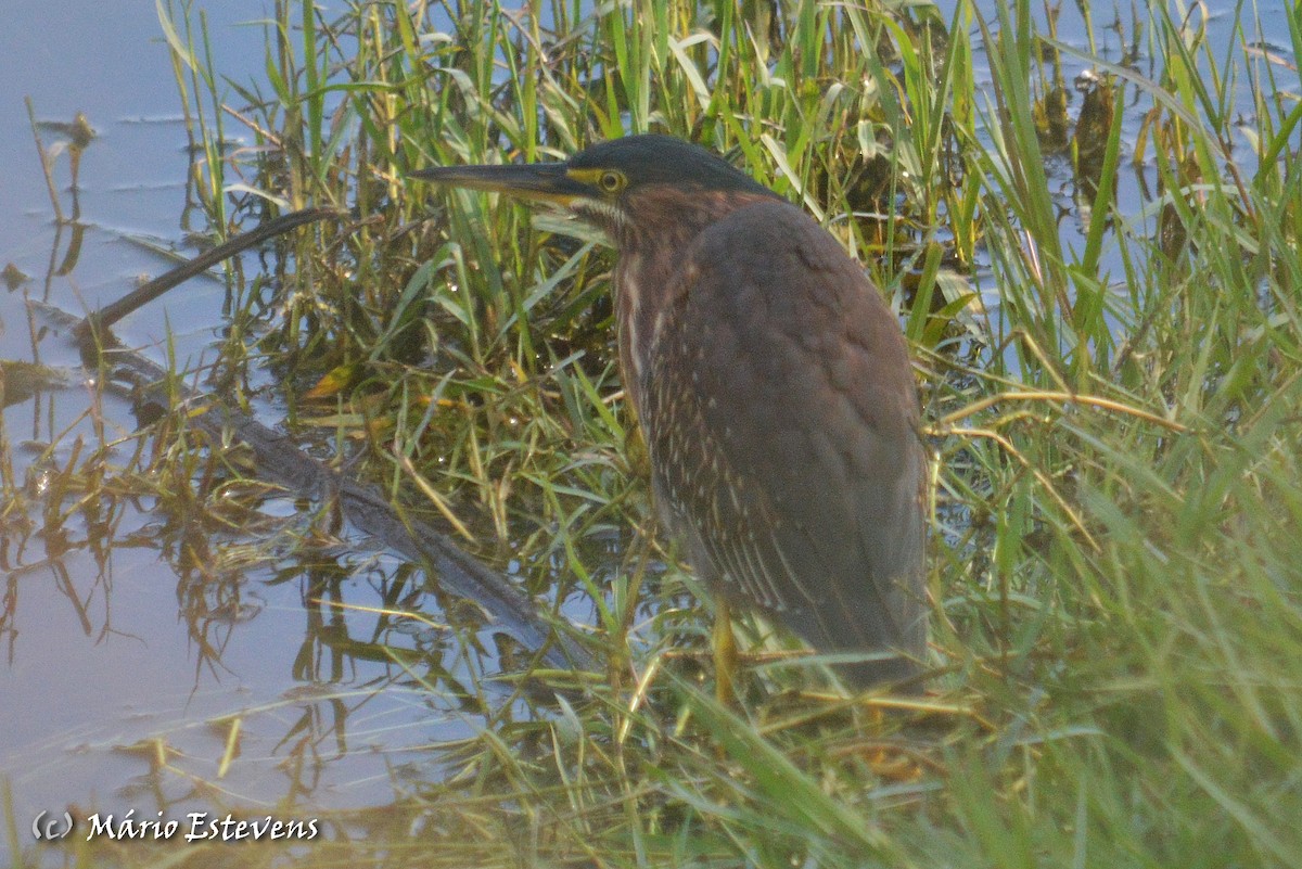 Green Heron - ML122119111