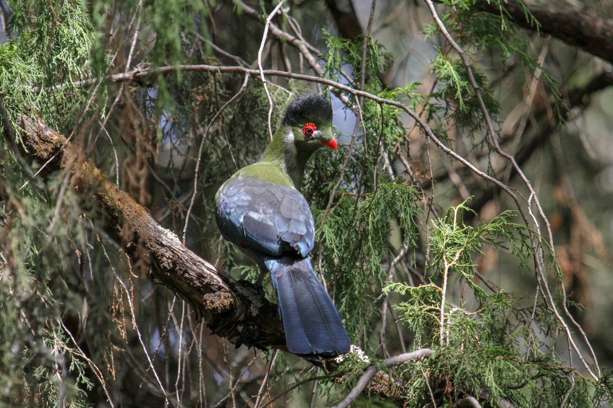 White-cheeked Turaco (White-cheeked) - Tommy Pedersen