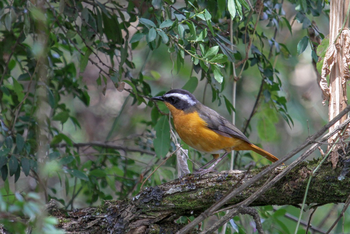 Rüppell's Robin-Chat - ML122119241