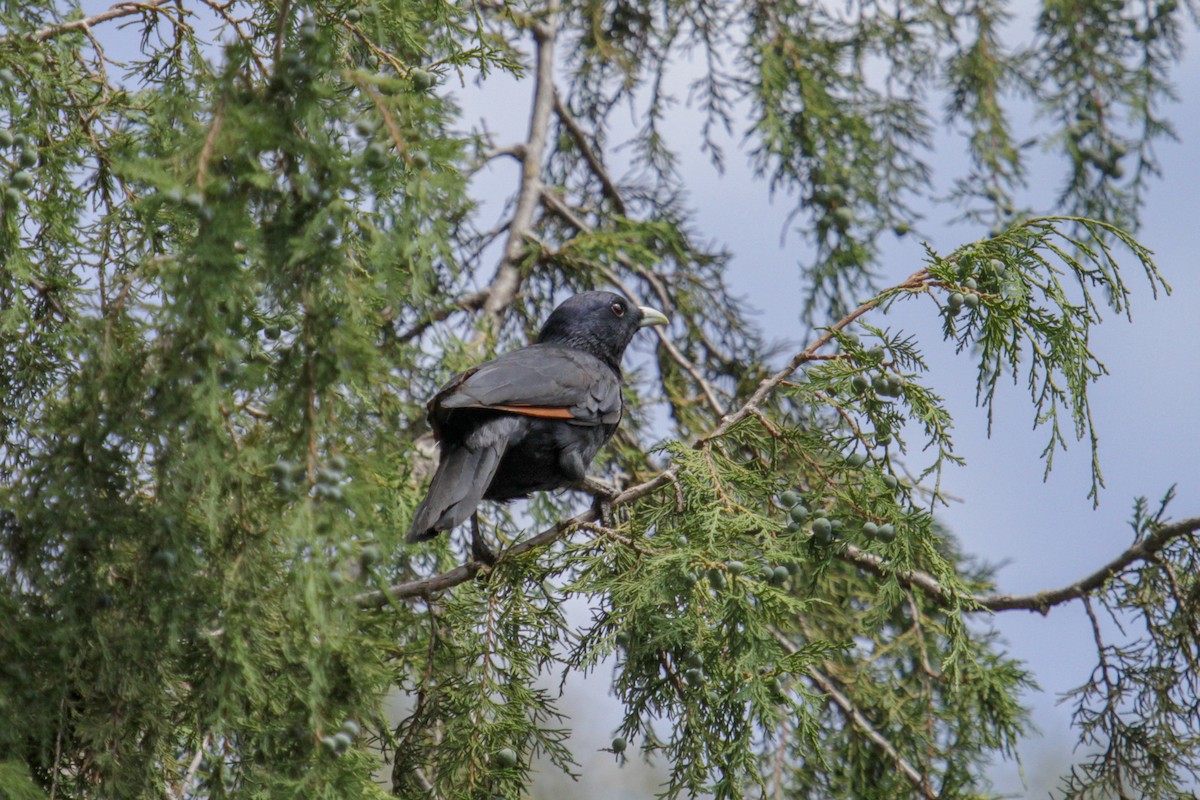 White-billed Starling - ML122119321