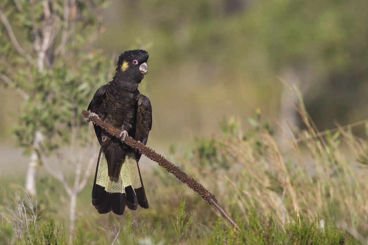 Yellow-tailed Black-Cockatoo - Mat Gilfedder