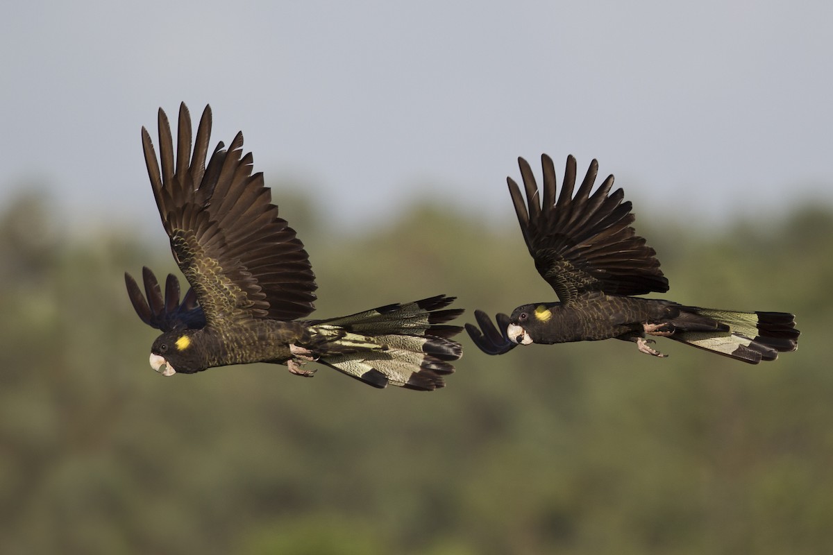 Yellow-tailed Black-Cockatoo - Mat Gilfedder