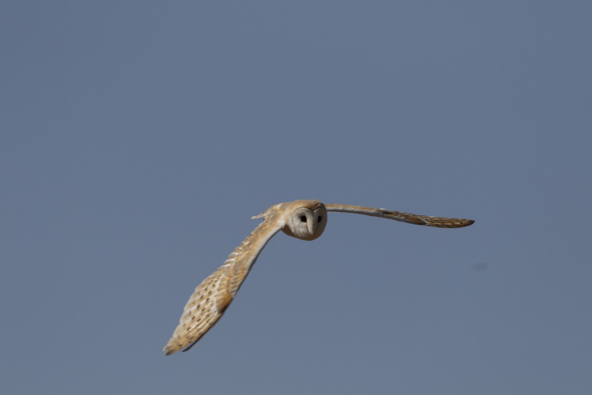 Barn Owl - ML122121341