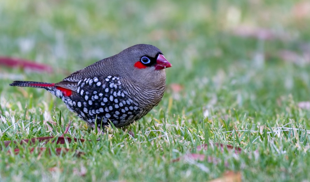 Red-eared Firetail - Barry Deacon