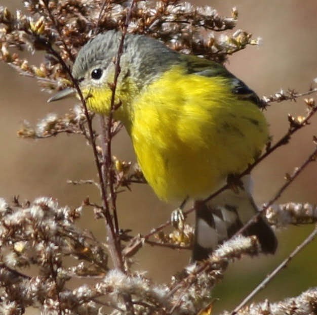 Magnolia Warbler - ML122122841