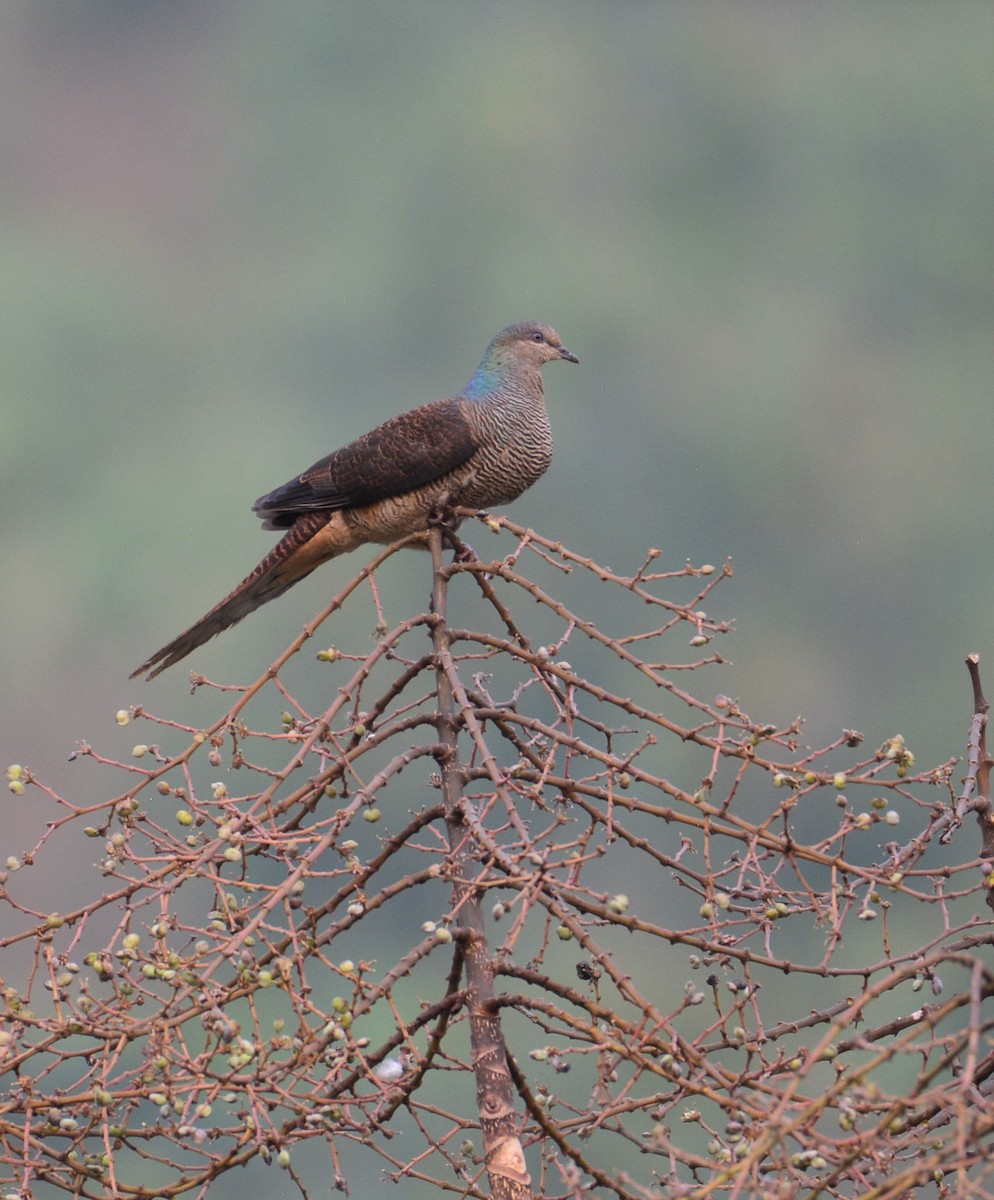 Barred Cuckoo-Dove - Arun Varghese