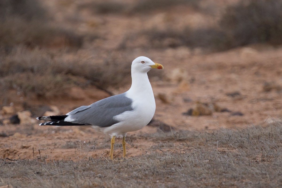 Yellow-legged Gull (atlantis) - Raphael Lebrun