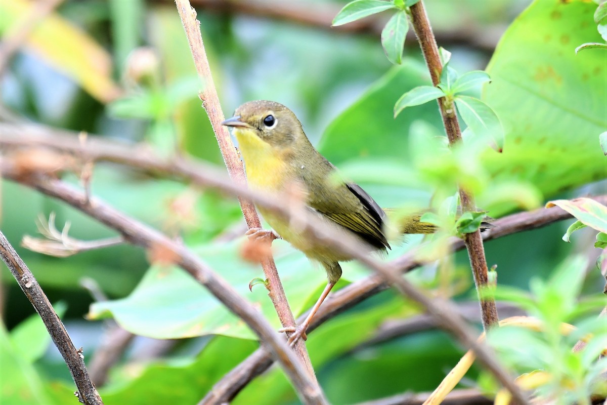 Common Yellowthroat - ML122125571