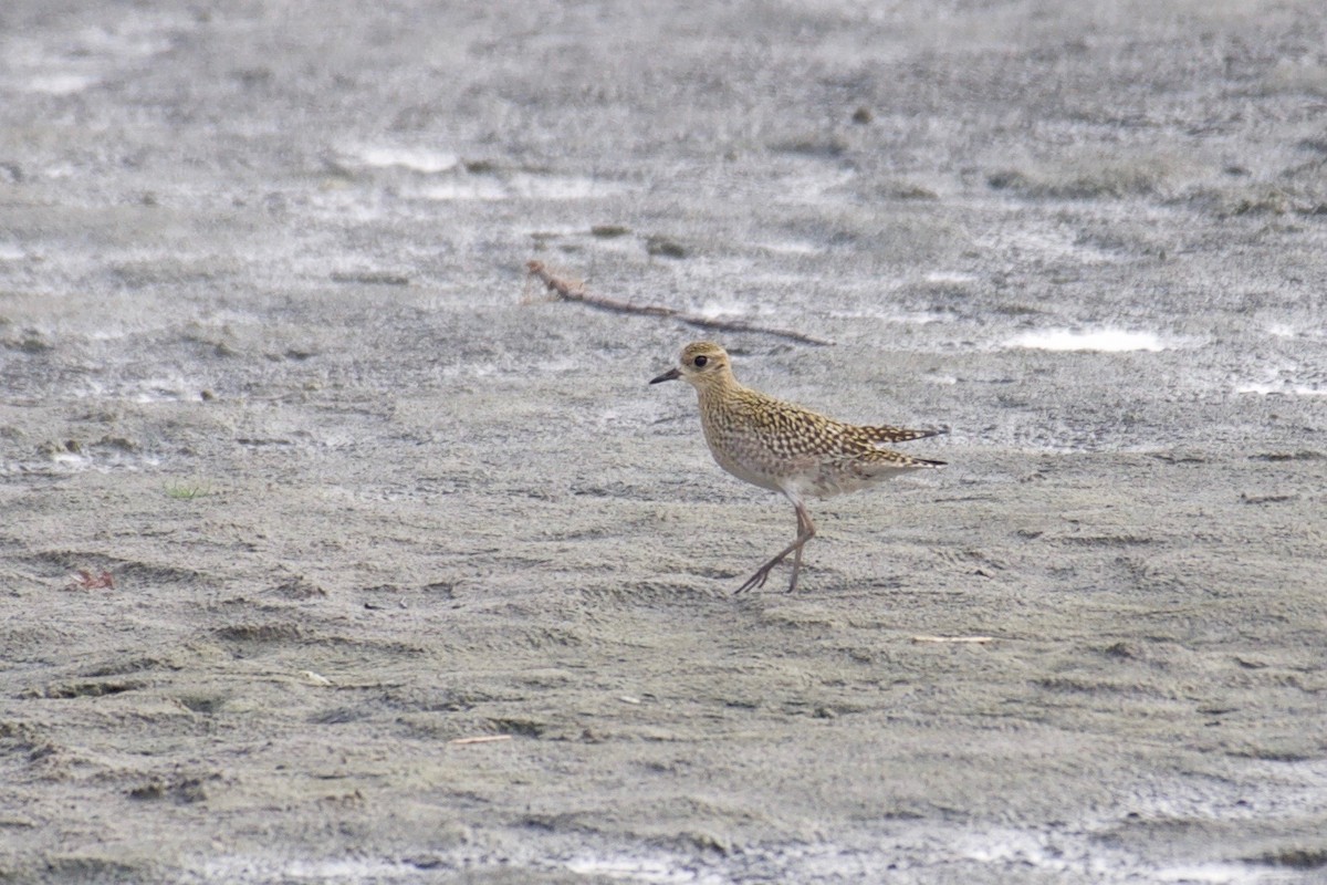 Pacific Golden-Plover - ML122127661