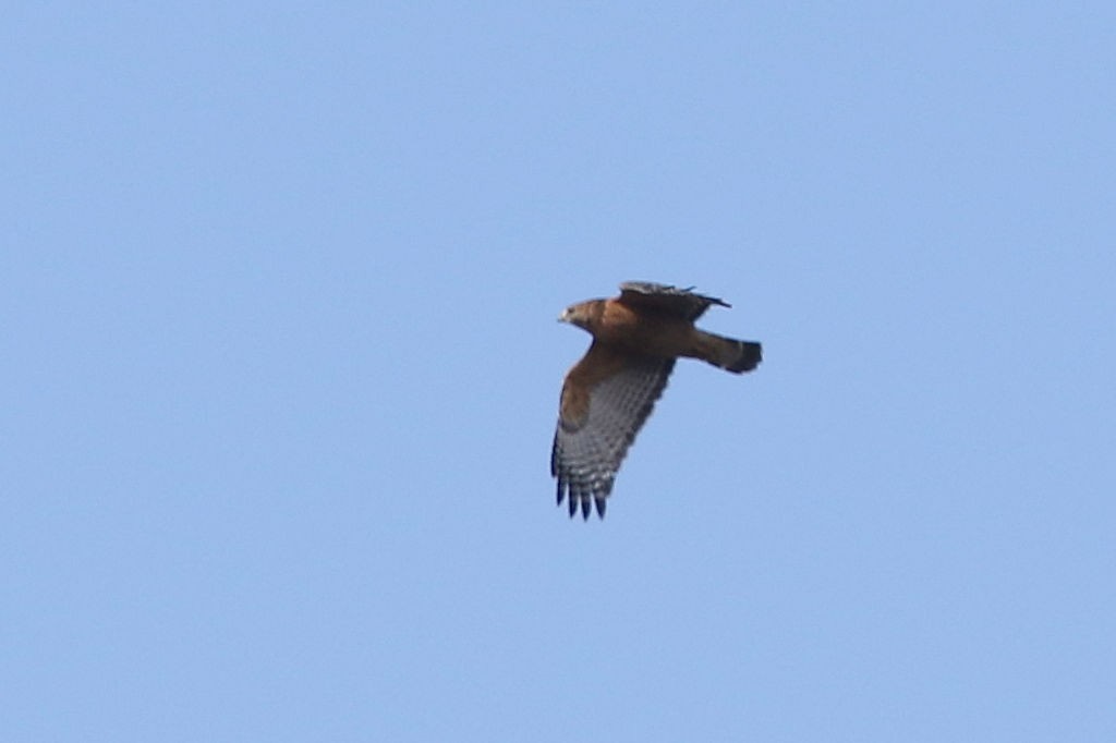 Red-shouldered Hawk - William Hull