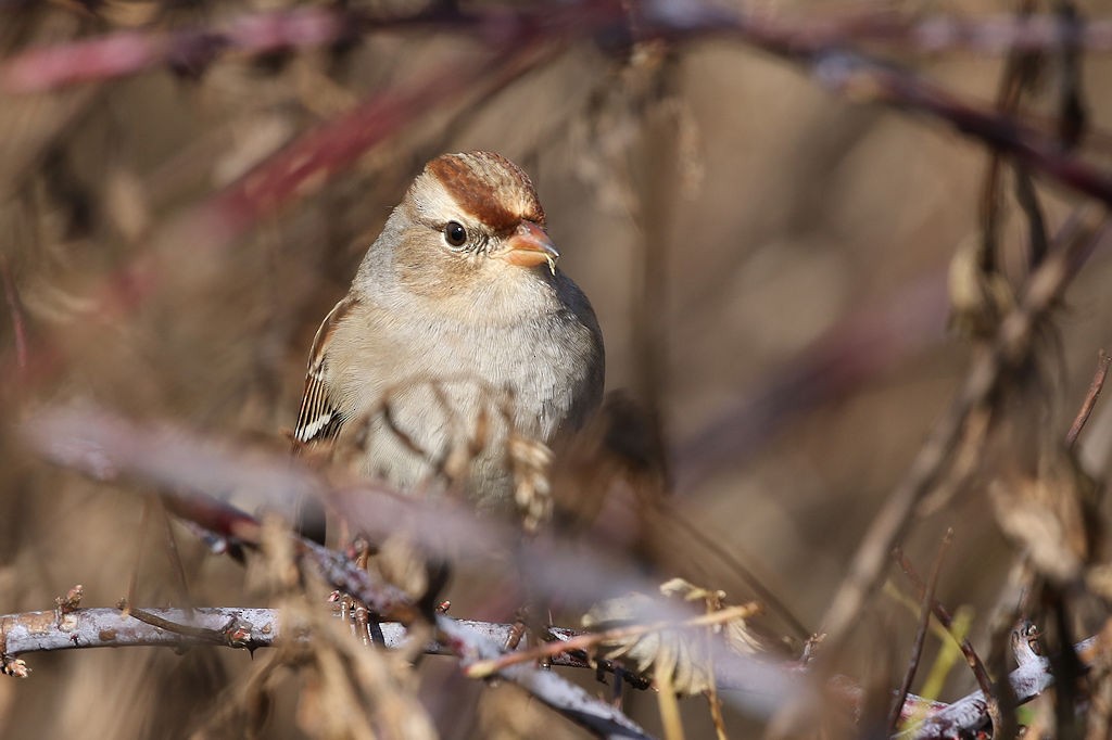 Bruant à couronne blanche - ML122127921