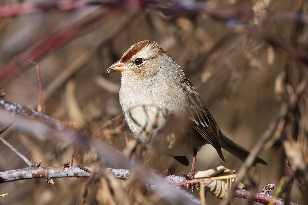 Bruant à couronne blanche - ML122127931