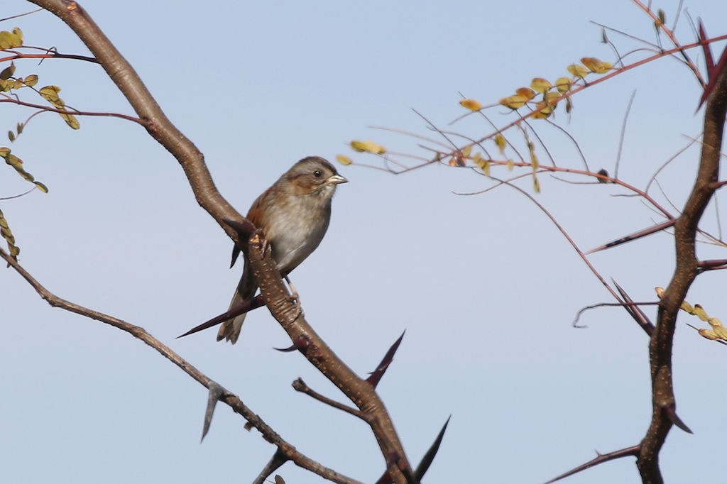 Swamp Sparrow - William Hull