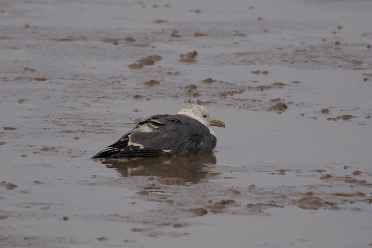 Lesser Black-backed Gull - Yasuhiko Komatsu