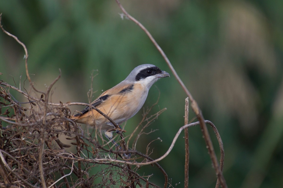 Long-tailed Shrike (schach) - ML122128121