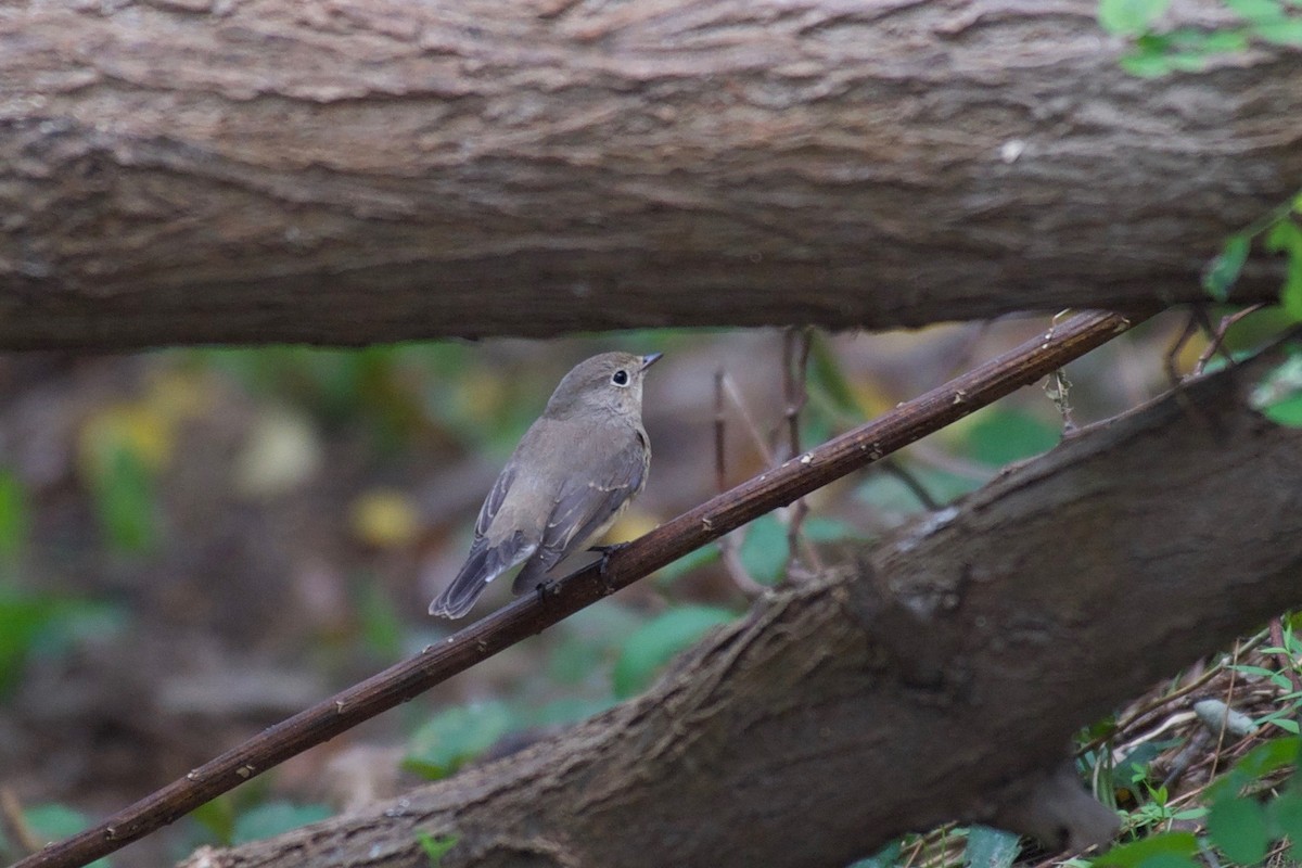 Red-breasted Flycatcher - ML122128211