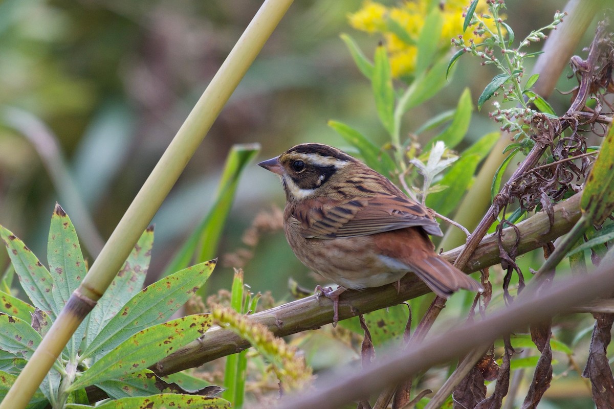 Tristram's Bunting - ML122128351