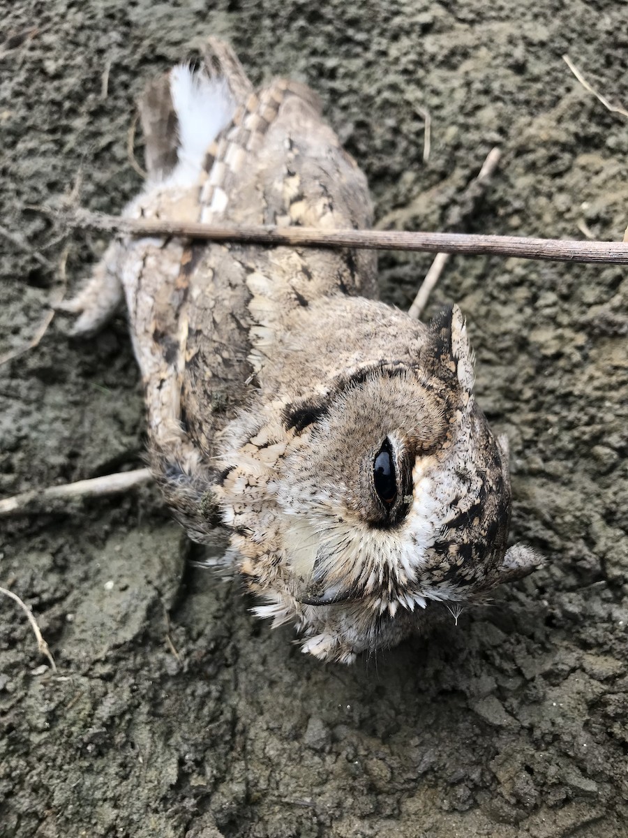 Japanese Scops-Owl - Yasuhiko Komatsu