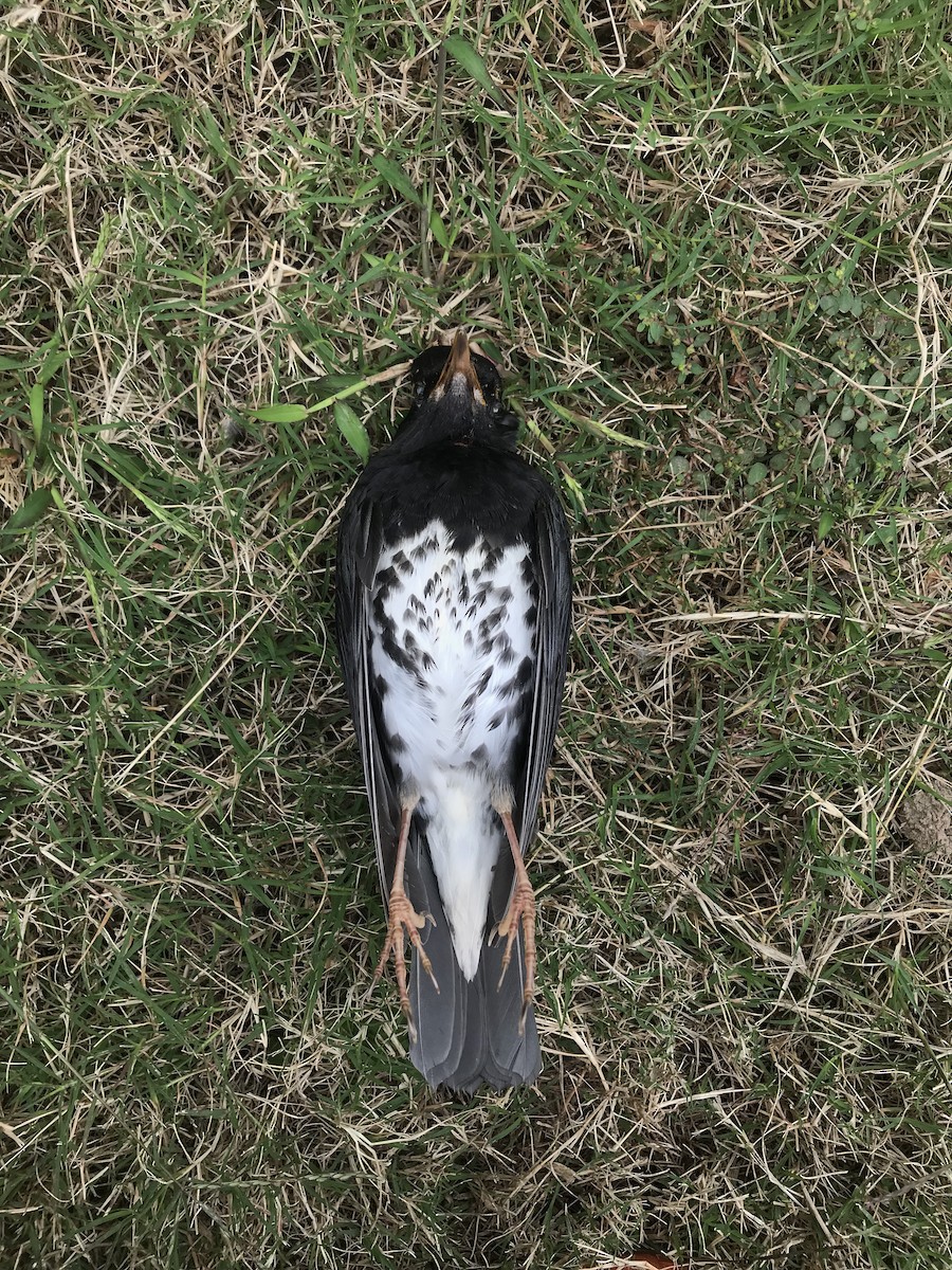 Japanese Thrush - Yasuhiko Komatsu