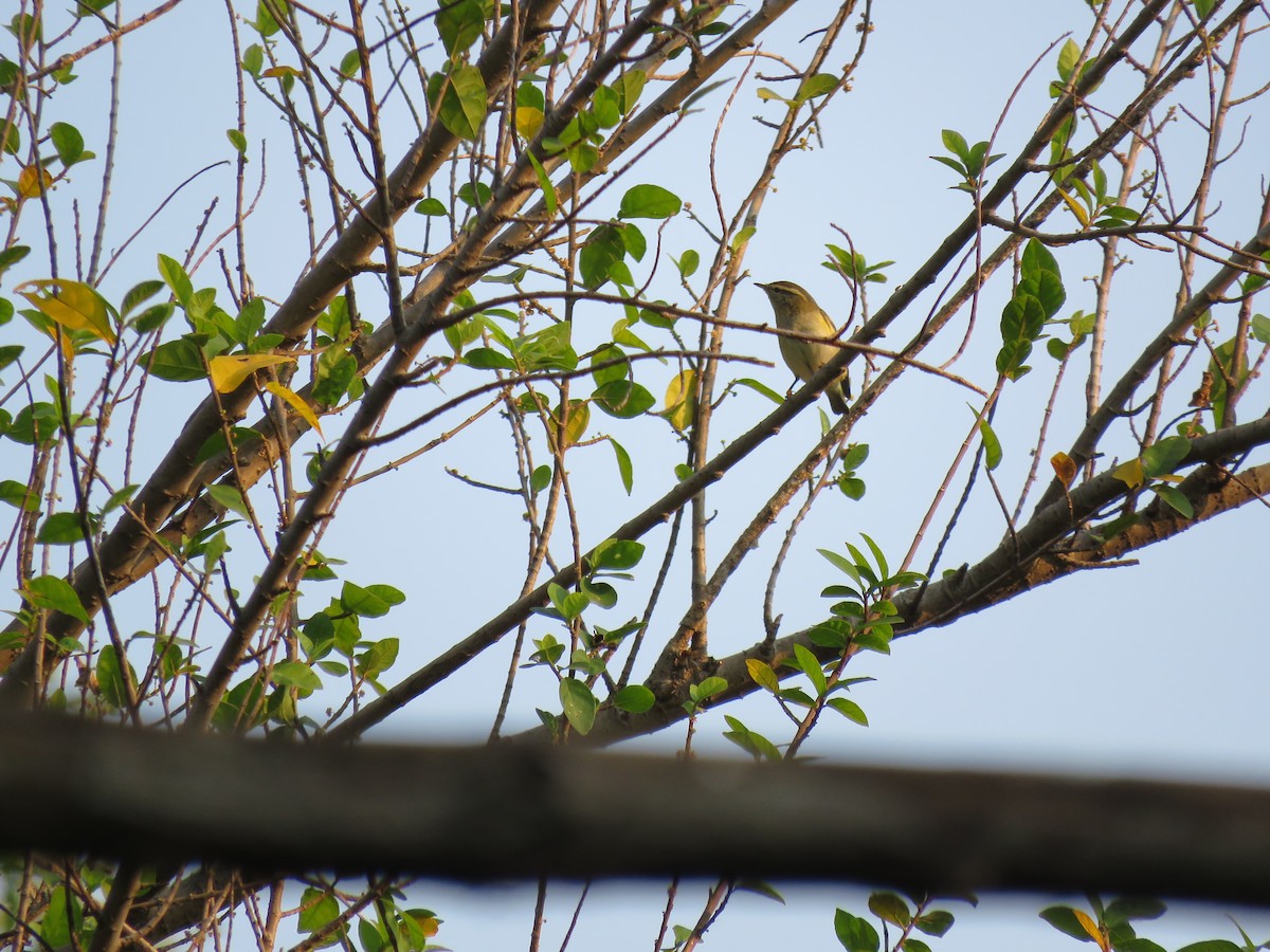 Yellow-browed Warbler - ML122129491