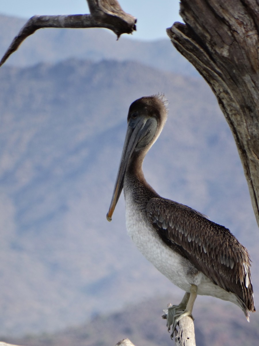 Brown Pelican - ML122132421