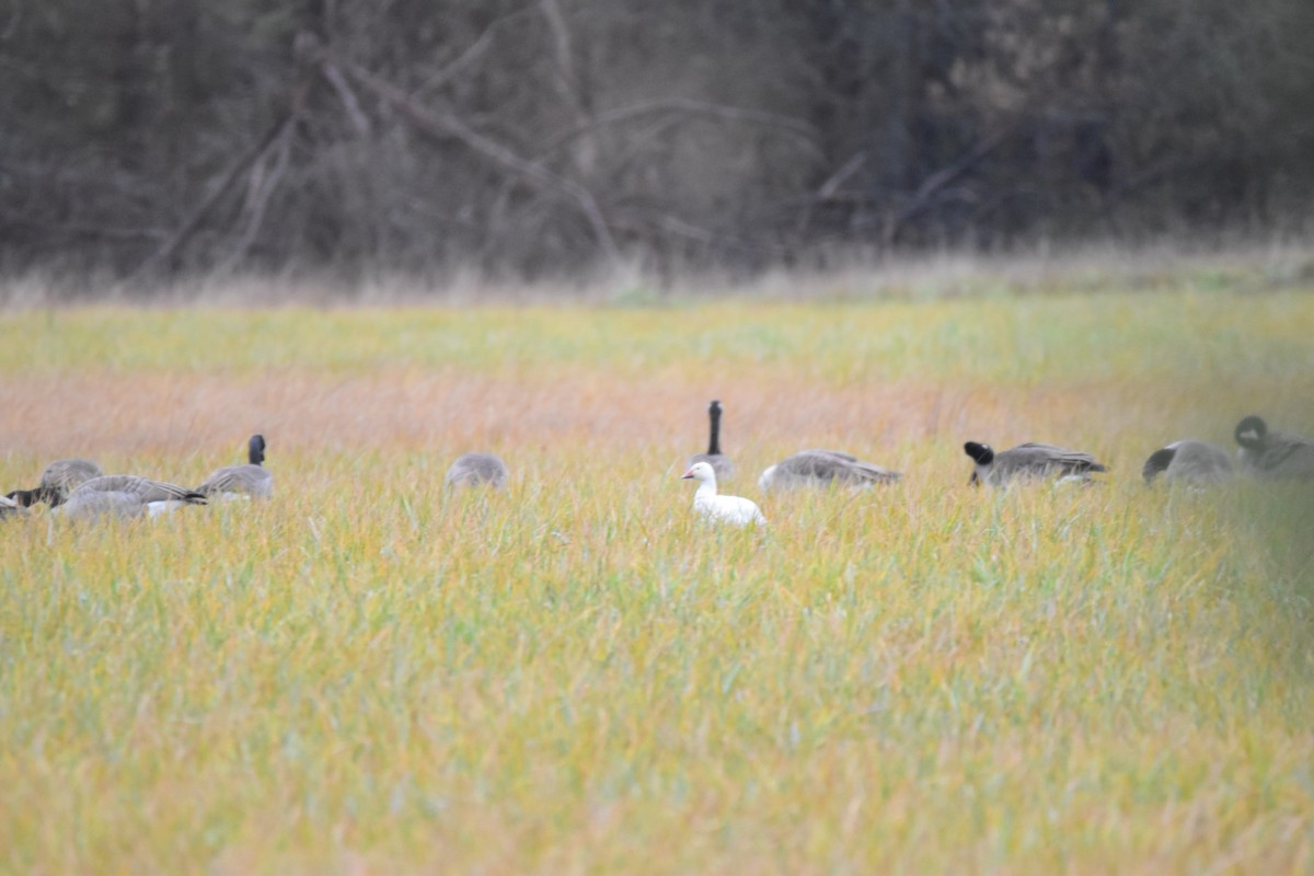 Snow/Ross's Goose - ML122132671