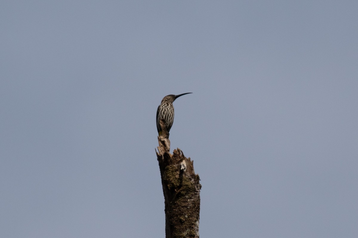 Whitehead's Spiderhunter - Raphael Lebrun