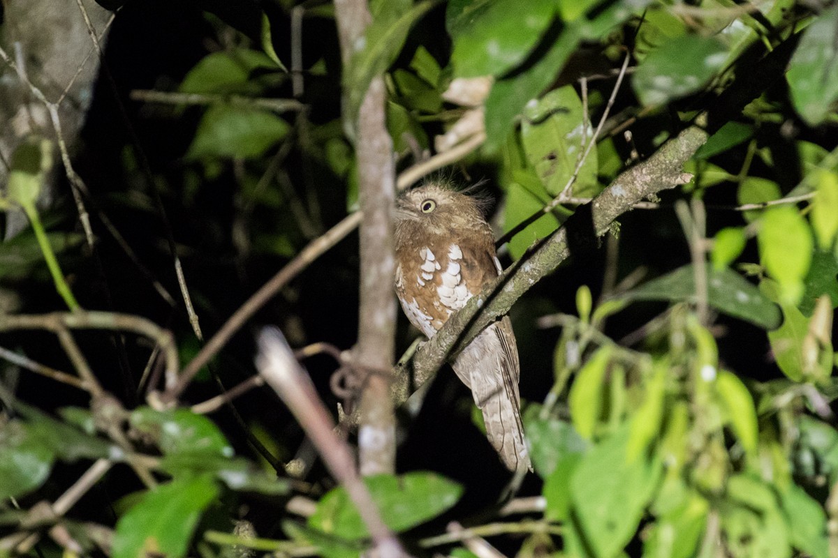 Bornean Frogmouth - Raphael Lebrun