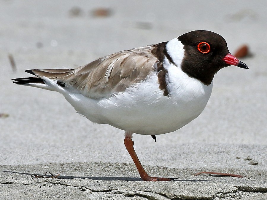 Hooded Plover - eBird