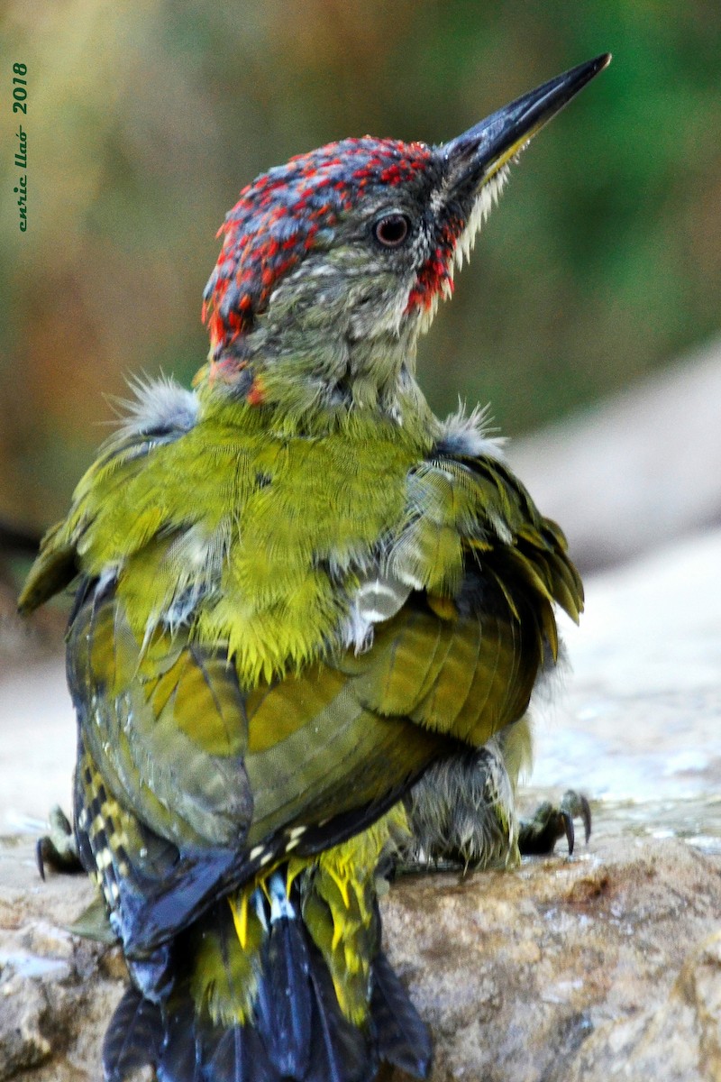 Iberian Green Woodpecker - Enrique Llao Sanchez