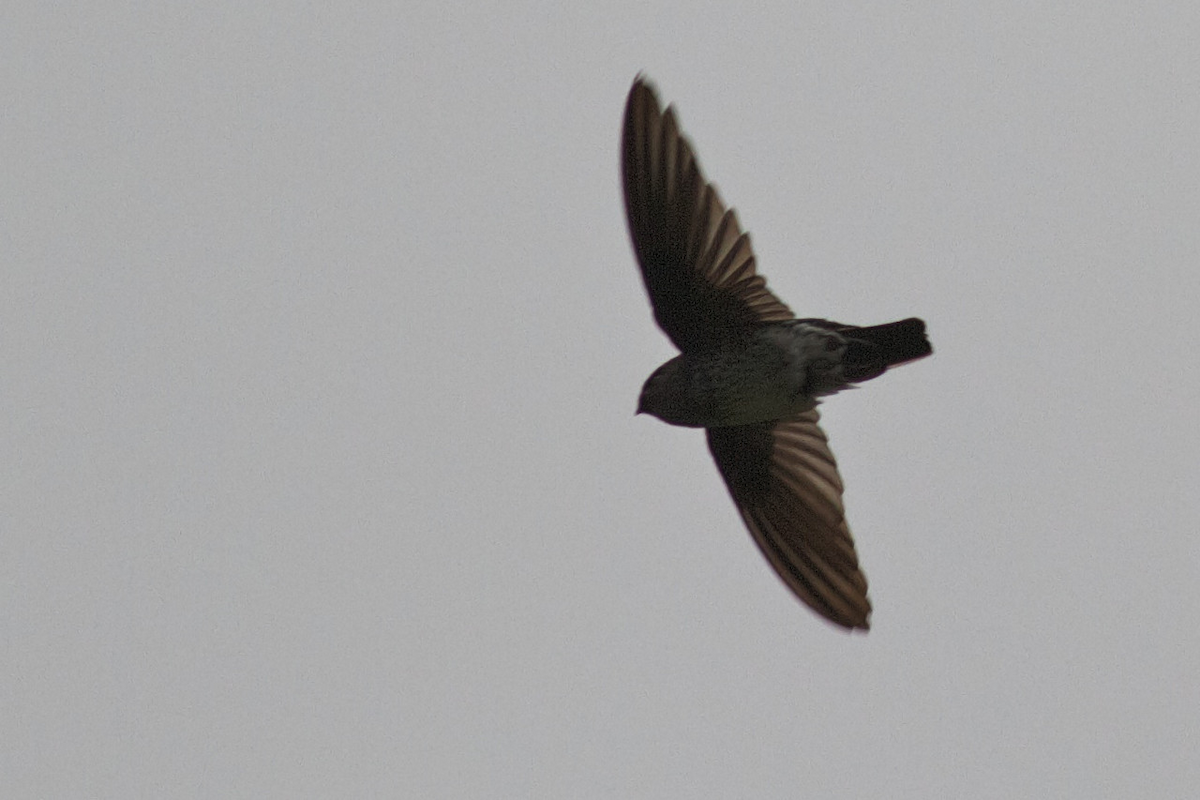 Ridgetop Swiftlet - Robert Tizard