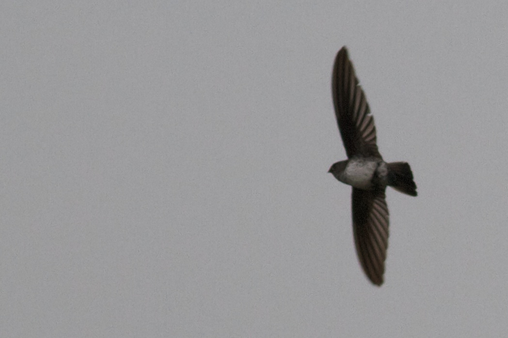 Ridgetop Swiftlet - ML122139161