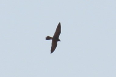 Sooty Falcon - ML122139741