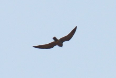 Sooty Falcon - ML122139751