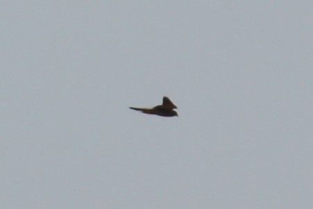 Sooty Falcon - ML122139761