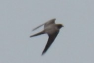 Sooty Falcon - ML122139771