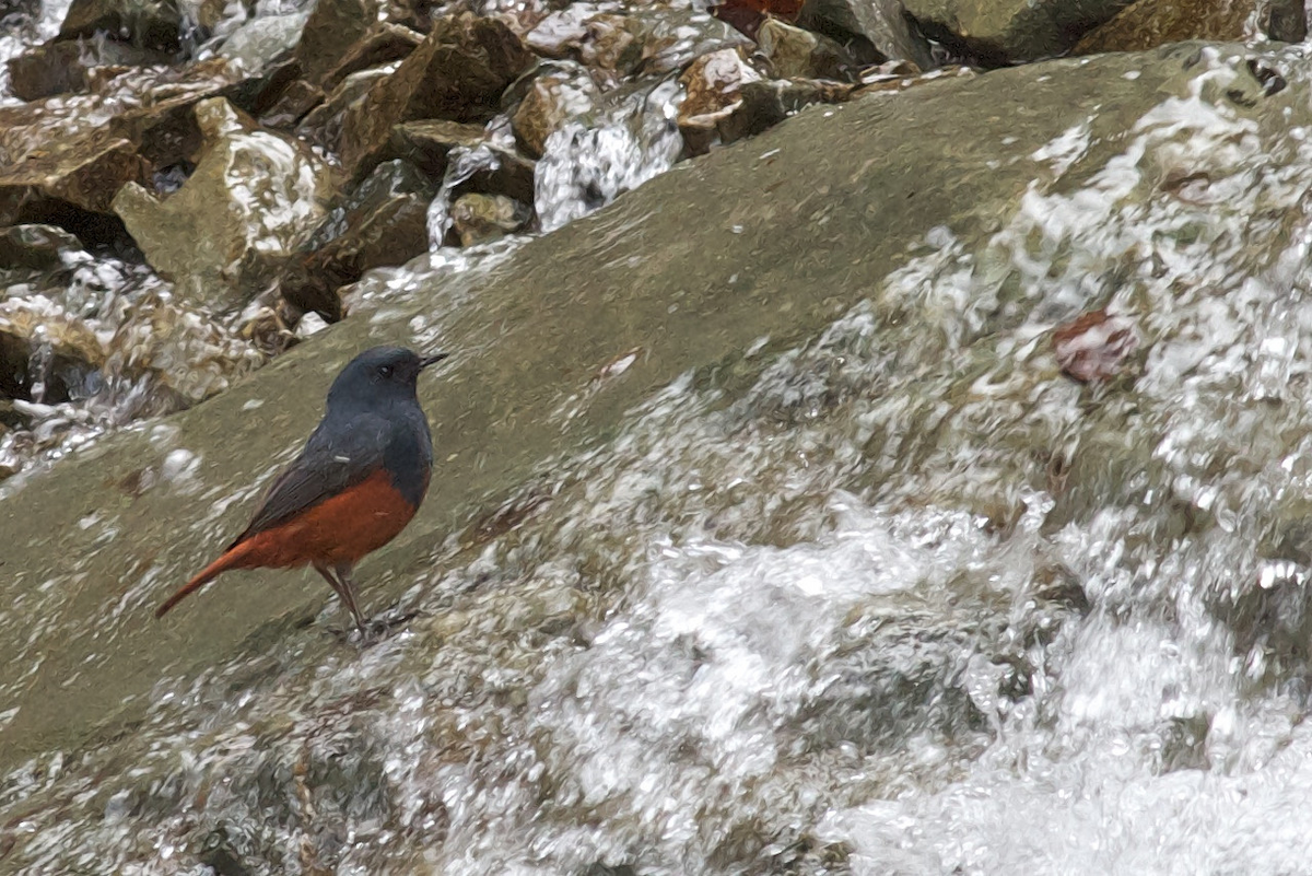 Luzon Redstart - ML122139791