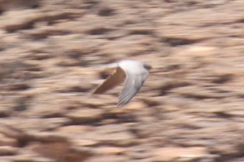 Sooty Falcon - ML122139801