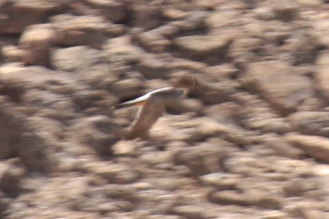Sooty Falcon - ML122139811