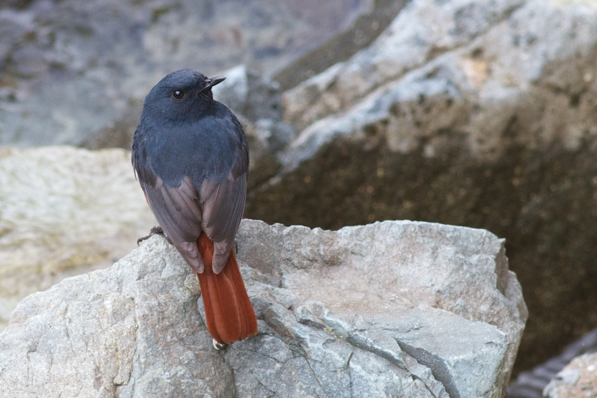 Luzon Redstart - ML122139851