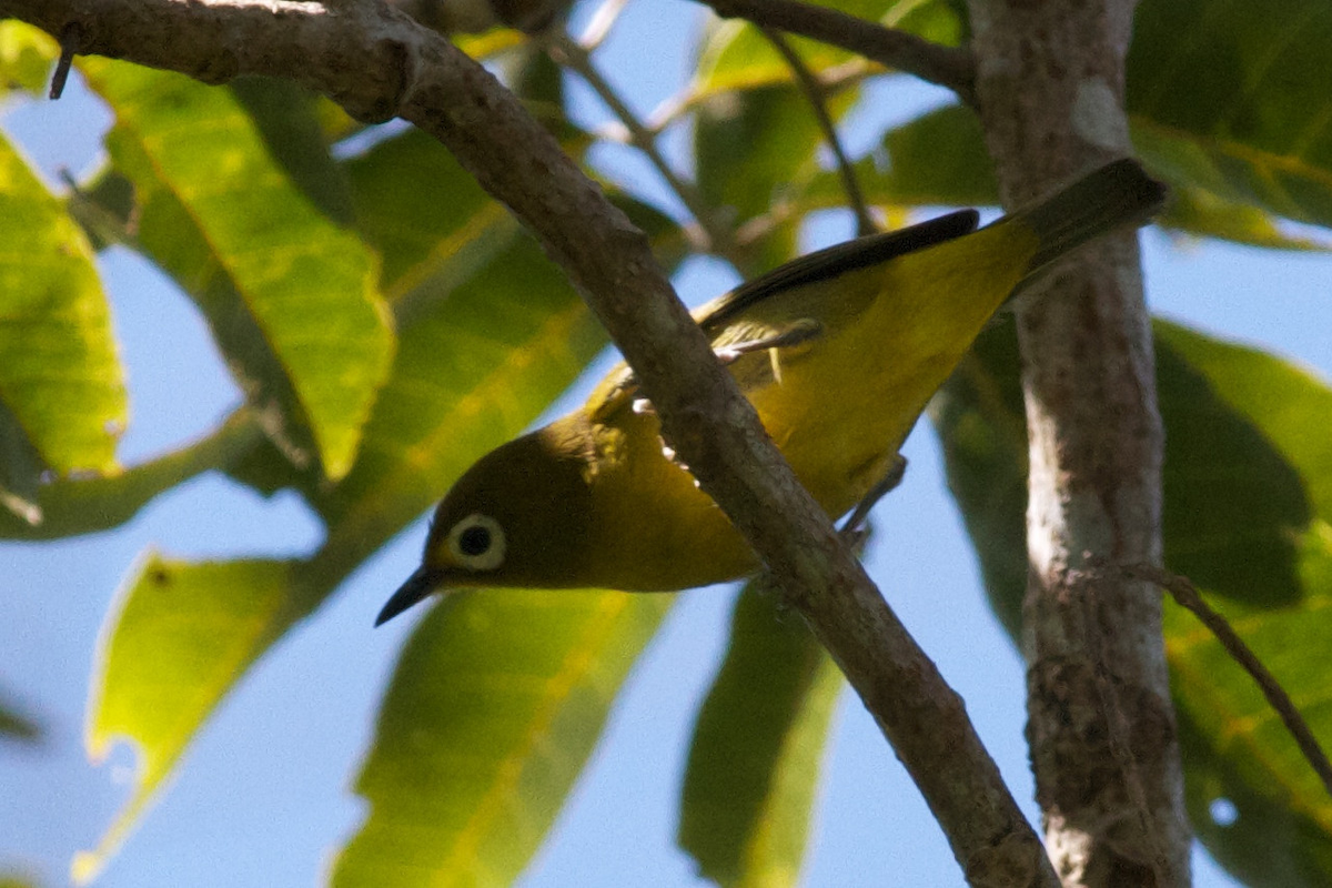 Yellowish White-eye - ML122140941