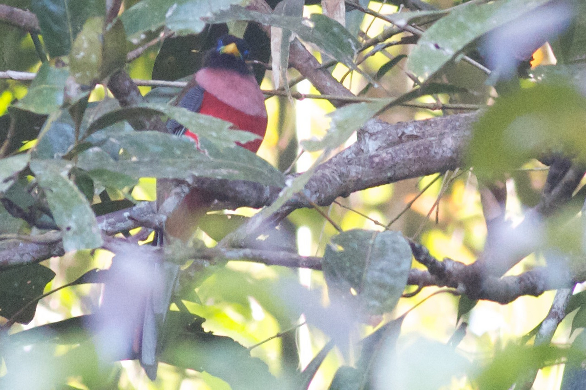 Philippine Trogon - ML122141151