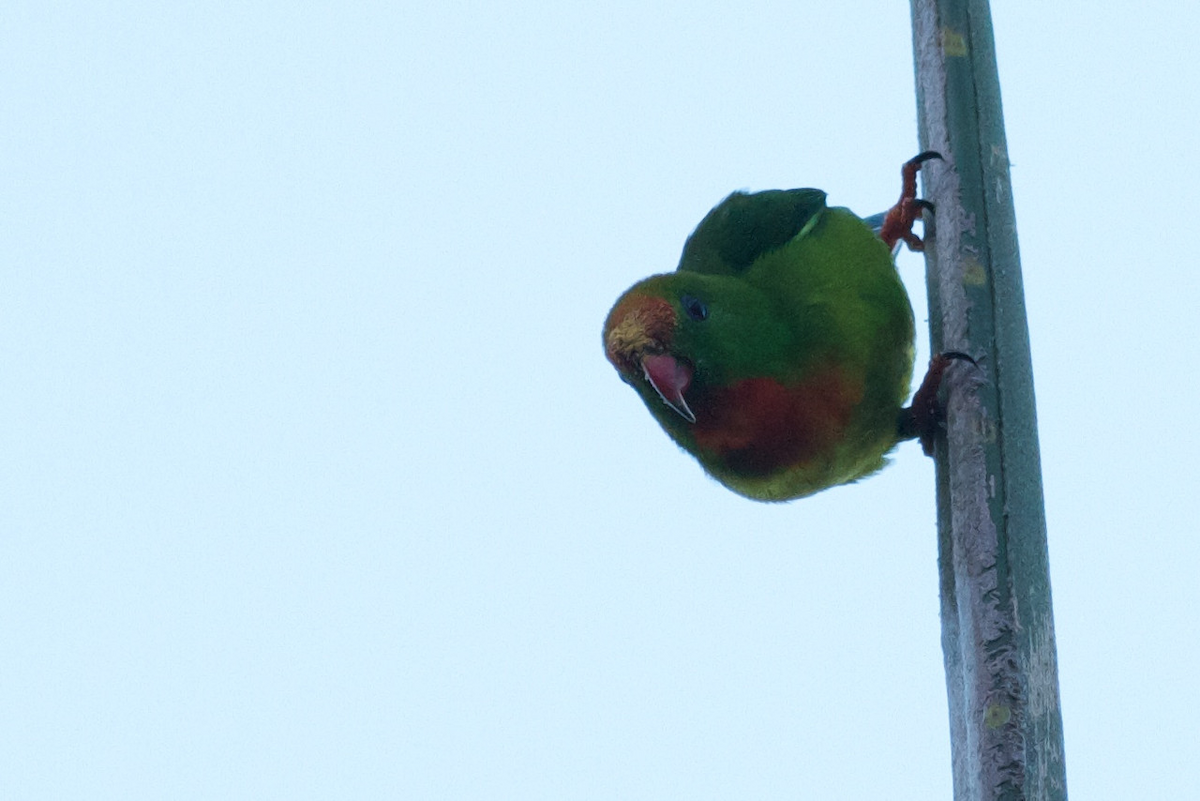 Philippine Hanging-Parrot - Robert Tizard